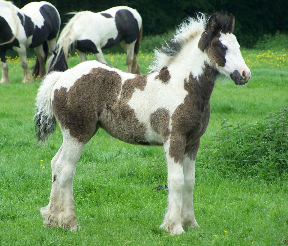 Piebald Cob Filly